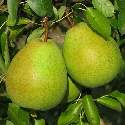 Груша НАЙТ-ВЕРТ колонновидная  Груша НАЙТ-ВЕРТ колонновидная в Владимире