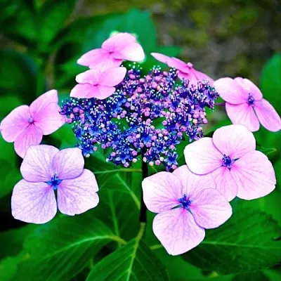 Гортензия БЛЮБЕРД пильчатая в Владимире