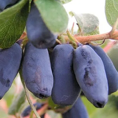 Жимолость съедобная ЛАКОМКА  Жимолость съедобная ЛАКОМКА в Владимире