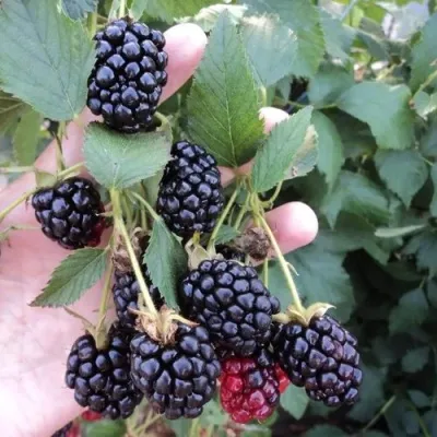 Ежевика ОУАЧИТА бесшипная — описание сорта Ежевика ОУАЧИТА бесшипная в Владимире