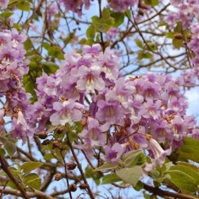 Павлония ПАО ТОГН Z07 в Владимире