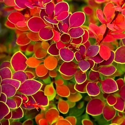 Барбарис ОРАНЖ САНРАЙЗ тунберга  Барбарис ОРАНЖ САНРАЙЗ тунберга в Владимире