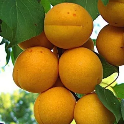 Абрикос ОНТАРИО  Абрикос ОНТАРИО в Владимире