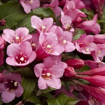 Вейгела ФЛОРИДА  Вейгела ФЛОРИДА в Владимире