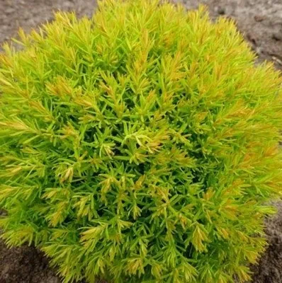 Туя АННИЕК западная  Туя АННИЕК западная в Владимире