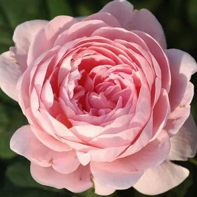 Саженцы роз КУИН ОФ СУИДЕН английская  Саженцы роз КУИН ОФ СУИДЕН английская в Владимире