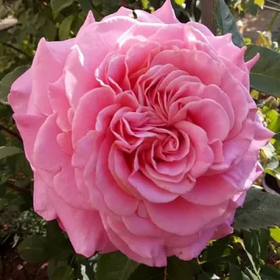 Саженцы роз ЭШЛИ чайно-гибридная — описание сорта Саженцы роз ЭШЛИ чайно-гибридная в Владимире