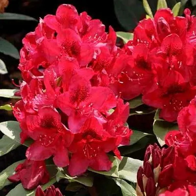 Рододендрон МАТАДОР в Владимире