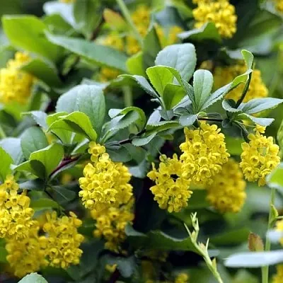 Барбарис корейский  Барбарис корейский в Владимире