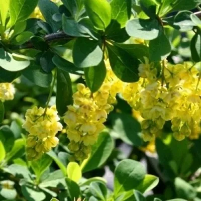 Барбарис ИНДИАН САММЕР   Барбарис ИНДИАН САММЕР  в Владимире