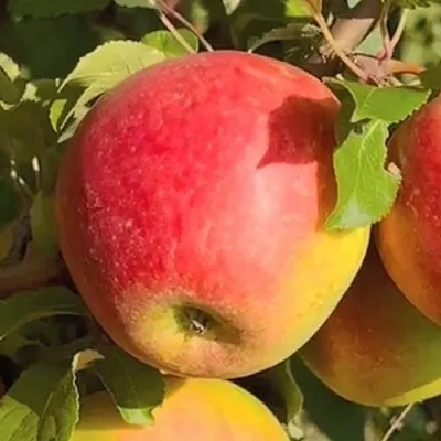 Яблоня САКАВИТА  Яблоня САКАВИТА в Владимире