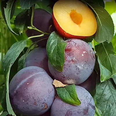 НЕКТАПРИУМ  НЕКТАПРИУМ в Владимире