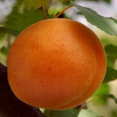 Абрикос ОЛИМП  Абрикос ОЛИМП в Владимире