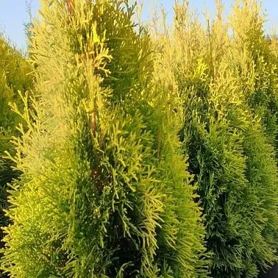 Туя ГОЛДЕН СМАРАГД западная  Туя ГОЛДЕН СМАРАГД западная в Владимире