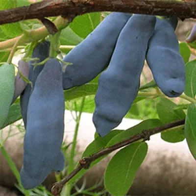 Жимолость съедобная ЛЕНИНГРАДСКИЙ ВЕЛИКАН  Жимолость съедобная ЛЕНИНГРАДСКИЙ ВЕЛИКАН в Владимире