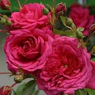 Саженцы роз ЛАГУНА плетистая  Саженцы роз ЛАГУНА плетистая в Владимире