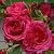 Саженцы роз ЛАГУНА плетистая в Владимире