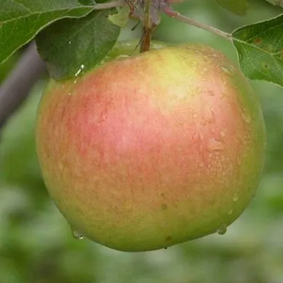 Яблоня БРЯНСКОЕ ЗОЛОТИСТОЕ в Владимире