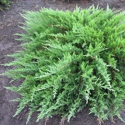 Можжевельник ТАМАРИСЦИФОЛИЯ казацкий  Можжевельник ТАМАРИСЦИФОЛИЯ казацкий в Владимире