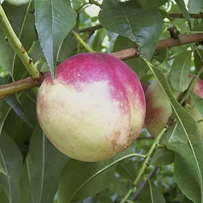 ПИЧЕРИН  ПИЧЕРИН в Владимире