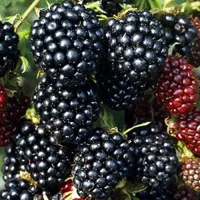 Ежевика ЭВЕРГРИН бесшипная  Ежевика ЭВЕРГРИН бесшипная в Владимире