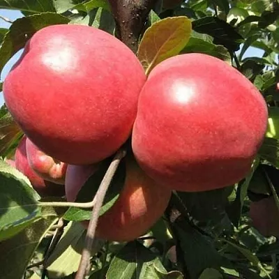 Яблоня ЗАСЛАВСКОЕ  Яблоня ЗАСЛАВСКОЕ в Владимире