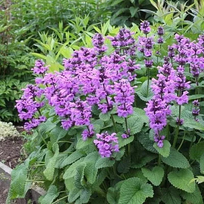 Буквица крупноцветковая  Буквица крупноцветковая в Владимире