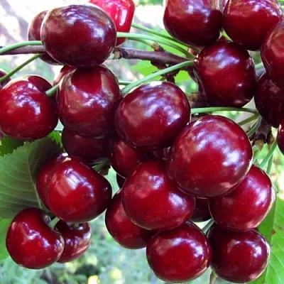 Вишня ЖУКОВСКАЯ  Вишня ЖУКОВСКАЯ в Владимире