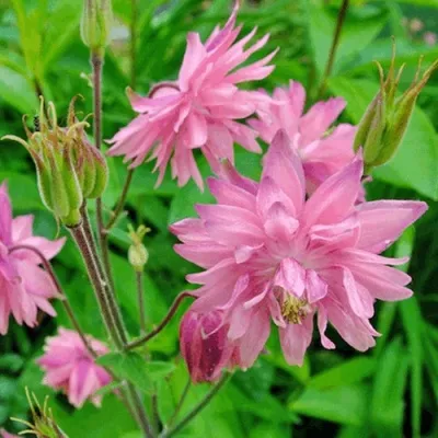 Аквилегия БАРЛОУ ПИНК гибрид МакКаны — описание сорта Аквилегия БАРЛОУ ПИНК гибрид МакКаны в Владимире