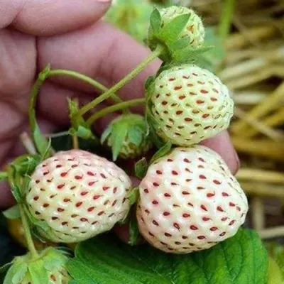 Клубника АНАНАСА ремонтантная в Владимире