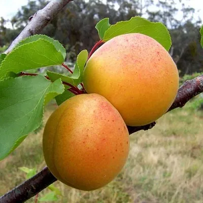 Абрикос ОРЛОВЧАНИН  Абрикос ОРЛОВЧАНИН в Владимире