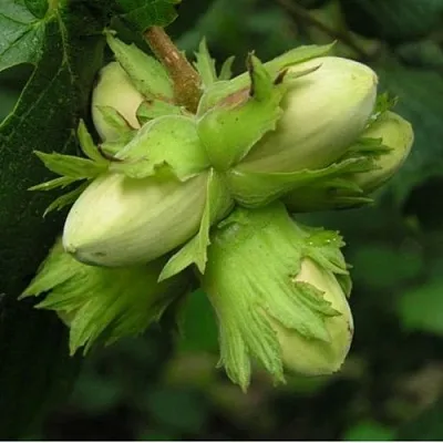 Фундук ТАМБОВСКИЙ ПОЗДНИЙ  Фундук ТАМБОВСКИЙ ПОЗДНИЙ в Владимире