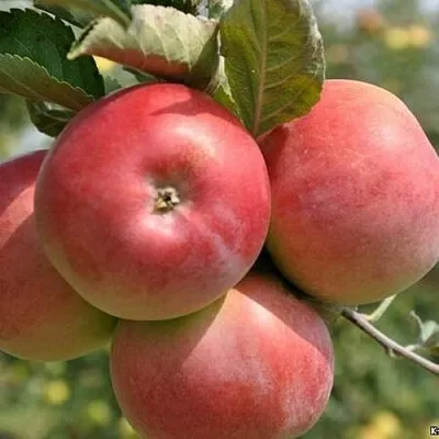 Яблоня ВЭМ-РОЗОВЫЙ  Яблоня ВЭМ-РОЗОВЫЙ в Владимире