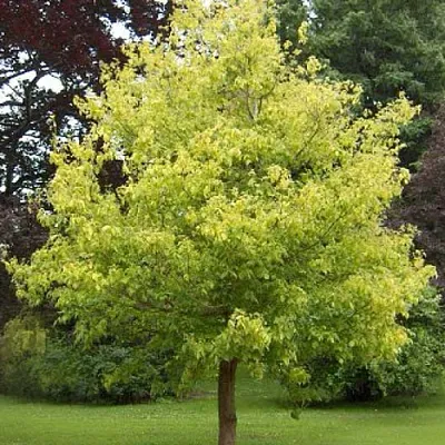 Клен ясенелистный  Клен ясенелистный в Владимире