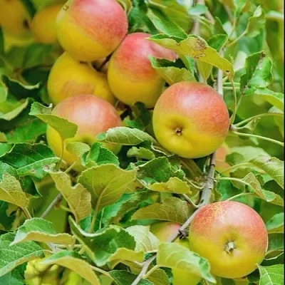 Яблоня ПАМЯТЬ БЛЫНСКОГО колонновидная в Владимире