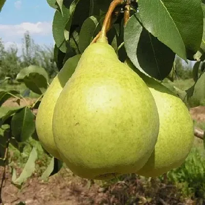 Груша МЕДОВАЯ колонновидная  Груша Медовая Колонновидная в Владимире