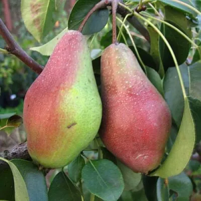 Груша ЯКОВЛЕВСКАЯ  Груша ЯКОВЛЕВСКАЯ в Владимире