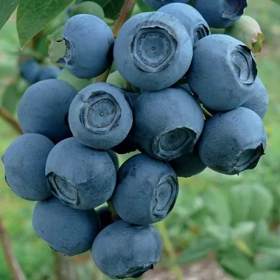 Голубика РУБЕЛ в Владимире