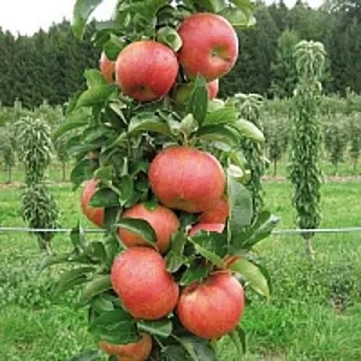 Яблоня ЯНТАРНОЕ ОЖЕРЕЛЬЕ колонновидная  Яблоня ЯНТАРНОЕ ОЖЕРЕЛЬЕ колонновидная в Владимире