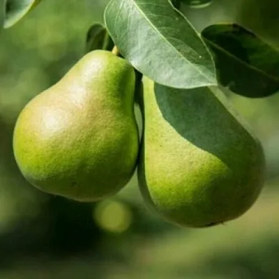 Груша Г-1 колонновидная  Груша Г-1 колонновидная в Владимире