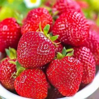 Клубника СИЛЬВИЯ в Владимире