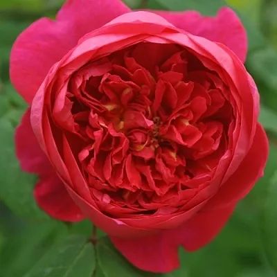 Саженцы роз БЕНДЖАМИН БРИТТЕН шраб  Саженцы роз БЕНДЖАМИН БРИТТЕН шраб в Владимире