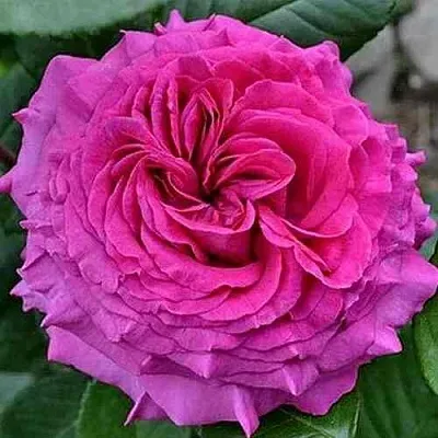 Саженцы роз ШАРТРЕЗ ДЕ ПАРМ чайно-гибридная  Саженцы роз ШАРТРЕЗ ДЕ ПАРМ чайно-гибридная в Владимире