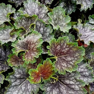 Гейхера МАРВЕЛОС МАРБЛ СИЛЬВЕР  Гейхера МАРВЕЛОС МАРБЛ СИЛЬВЕР в Владимире