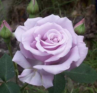 Саженцы роз СИЛЬВЕР СТАР чайно-гибридная  Саженцы роз СИЛЬВЕР СТАР чайно-гибридная в Владимире