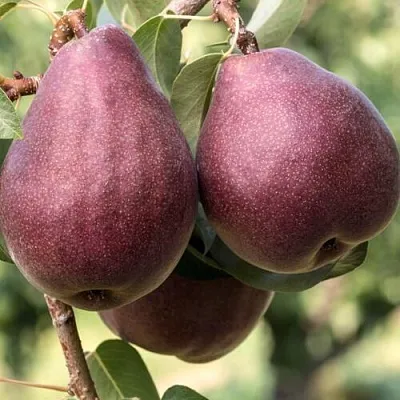 Груша БУРАКОВКА  Груша БУРАКОВКА в Владимире