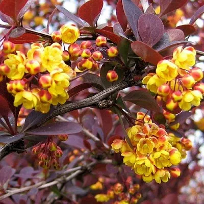 Барбарис СУПЕРБА оттавский   Барбарис СУПЕРБА оттавский  в Владимире