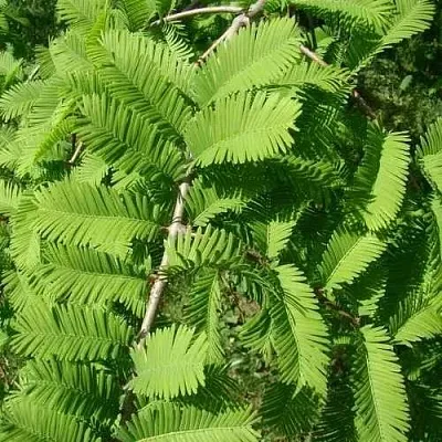 Метасеквойя  ГЛИПТОСТРОБОИДНАЯ   Метасеквойя  ГЛИПТОСТРОБОИДНАЯ  в Владимире