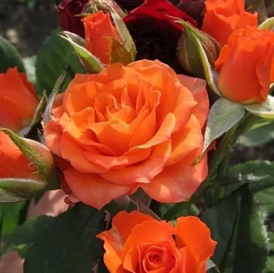 Саженцы роз АЛЕГРИЯ спрей  Саженцы роз АЛЕГРИЯ спрей в Владимире