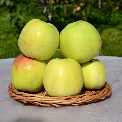 Яблоня БИРСКОЕ ГРУШЕВОЕ (БИЧИК) в Владимире